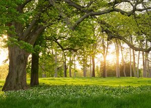 Naturheilverfahren