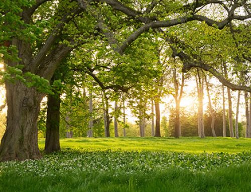 Alte und neuere Naturheilverfahren