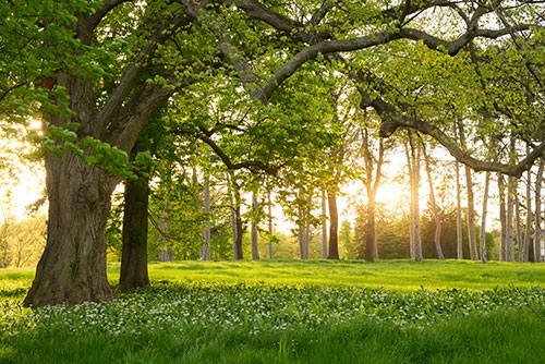 Naturheilverfahren